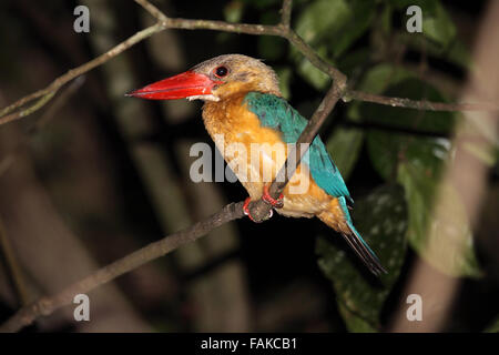 Bec cigogne perchée sur kingfisher en direction de Sabah Bornéo Banque D'Images