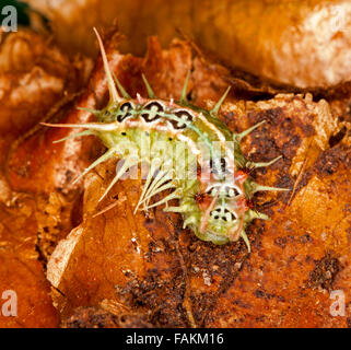Curieux et colorés de Caterpillar Australian cup espèce Doratifera quadriguttata, corps vert avec du rouge, noir et blanc et de longues épines Banque D'Images