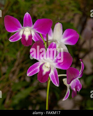 Grappe de Vivid Magenta / violet et blanc fleurs d'Orchidée dendrobium '' Louisae sur fond sombre Banque D'Images