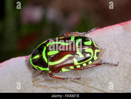 Violoniste australienne / flower beetle Eupoecila australasiae, scarabée décoratif avec motif noir et vert vif à shell Banque D'Images