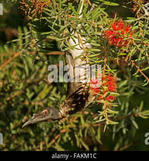 Friarbird bruyants, Philemon corniculatus méliphages, tête en bas se nourrissant de fleurs rouges des callistemon bottlebrush / arbre en Aust jardin Banque D'Images