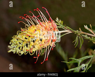 De superbes fleurs crème et rose avec étamines rouge vif et des feuilles vertes de plantes indigènes australiens Grevillea Loopy Lou sur fond sombre Banque D'Images