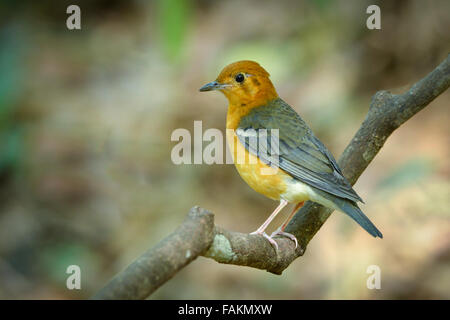 Grive à tête orange (Geokichla citrine) dans le parc national de Kaeng Krachan, Thaïlande. Banque D'Images