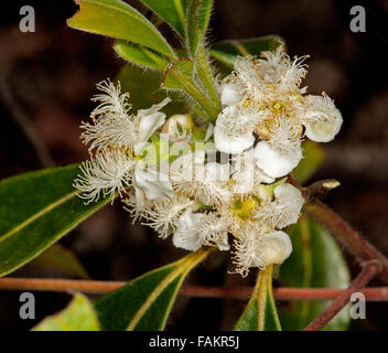 Grappe de fleurs blanches des arbres indigènes australiens Lophostemon confertus syn Tristania conferta, pinceau Queensland fort arbre sur fond sombre Banque D'Images