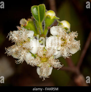 Grappe de fleurs blanches des arbres indigènes australiens Lophostemon confertus syn Tristania conferta, pinceau Queensland fort arbre sur fond sombre Banque D'Images