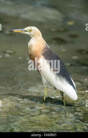 Le Javan pond heron (Ardeola speciosa) est un échassier de la famille des hérons, trouvés dans les eaux peu profondes d'eau douce et salée dans les zones humides Banque D'Images