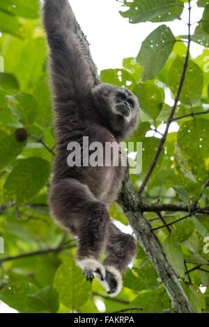 Le lar gibbon (Hylobates lar), également connu sous le nom de white-remis gibbon, est un primate de la famille Hylobatidae ou gibbon. Banque D'Images