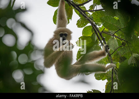 Le lar gibbon (Hylobates lar), également connu sous le nom de white-remis gibbon, est un primate de la famille Hylobatidae ou gibbon. Banque D'Images