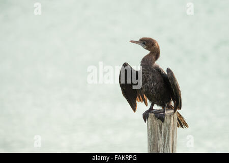 Peu d'aigrettes Phalacrocorax niger sécher ses ailes. Laem Pak Bia, en Thaïlande. Banque D'Images