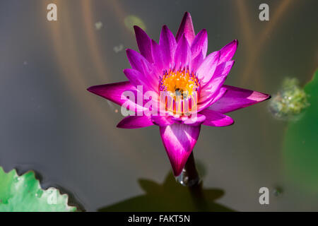 Big purple water lily avoir bee à l'intérieur du pollen jaune. C'est flottant sur les eaux sombres. Banque D'Images