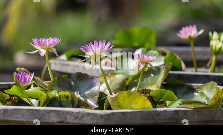 Nénuphar violet dans la petite piscine avec des feuilles vertes au cours de la journée ensoleillée. Banque D'Images