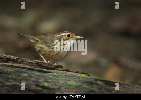 Puff-throated discoureur ( Pellorneum ruficeps) dans le parc national de Kaeng Krachan, Thaïlande. Banque D'Images