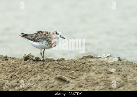 Le red-necked relais (Calidris ruficollis) est un petit échassier migrateur. Pak Thale, Thaïlande. Banque D'Images