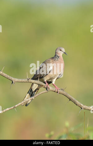 Le spotted dove (Spilopelia chinensis) est un petit et un peu long-tailed Pigeon qui est un résident commun acro des oiseaux nicheurs Banque D'Images