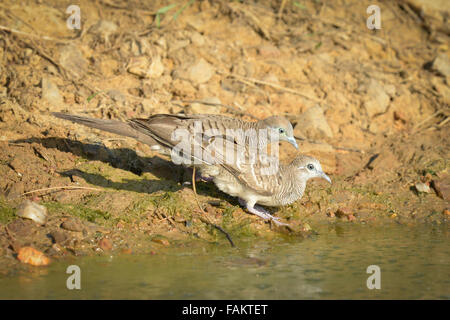 Le Zebra dove (Geopelia striata) également connu sous le nom de la colombe au sol, est un oiseau de la famille des Columbidés tourterelle, originaire d'Asie du Banque D'Images