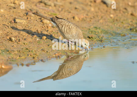 Le Zebra dove (Geopelia striata) également connu sous le nom de la colombe au sol, est un oiseau de la famille des Columbidés tourterelle, originaire d'Asie du Banque D'Images