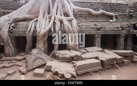 L'architecture khmer ancien. Ta Prohm temple avec Banyan Tree géant Banque D'Images