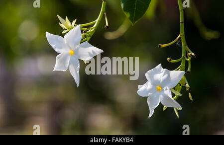 Deux orchidées blanches sont accrochés sur les branches dans le jardin. Banque D'Images