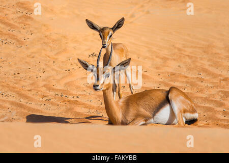 Gazelle des sables au Al Maha Desert Resort, EAU Banque D'Images