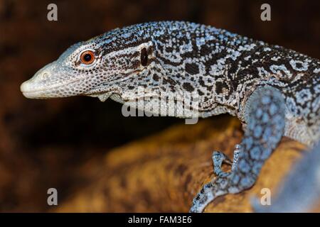 Arbre généalogique bleu mâle varan (Varanus macraei) Banque D'Images