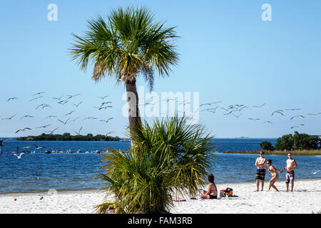 Florida Crystal River eau, fort Island Gulf Beach, Golfe du Mexique, public, sable, skimmer noir, Rynchops niger, mouettes de mer, ternes, troupeau, palmiers, visite Banque D'Images