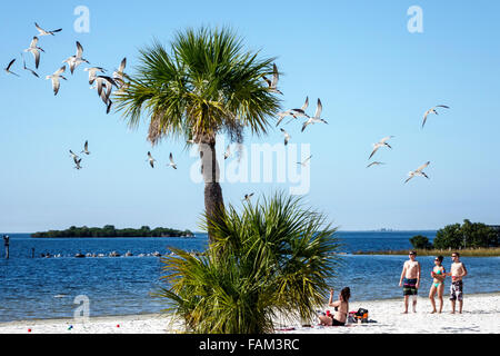 Florida Crystal River eau, fort Island Gulf Beach, Golfe du Mexique, public, sable, skimmer noir, Rynchops niger, mouettes de mer, ternes, troupeau, palmiers, visite Banque D'Images