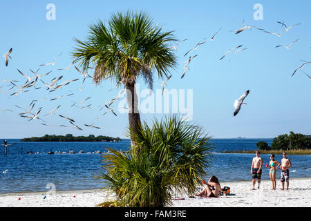 Florida Crystal River eau, fort Island Gulf Beach, Golfe du Mexique, public, sable, skimmer noir, Rynchops niger, mouettes de mer, ternes, troupeau, palmiers, visite Banque D'Images