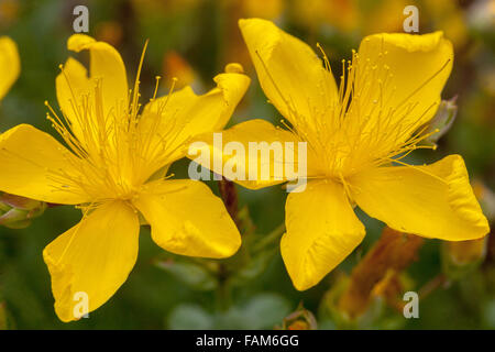 Hypericum polyphyllum, rocaille Millepertuis fleurs Banque D'Images