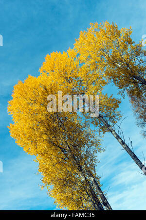 Peuplier faux-tremble Banque D'Images