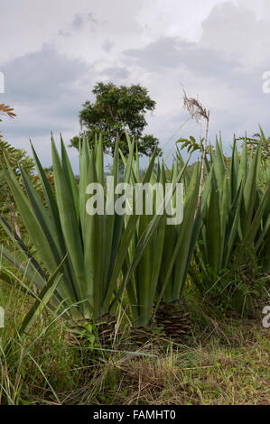 Sentier avec agave, Agave sisalana, utilisé pour la fabrication de cordes, aux côtés de plus en plus, au Kenya. Banque D'Images