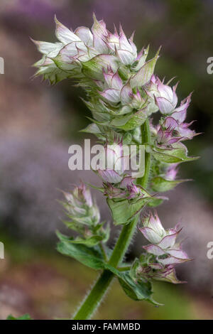 Salvia sclarea, Clary, ou des fleurs de sauge sclarée Banque D'Images