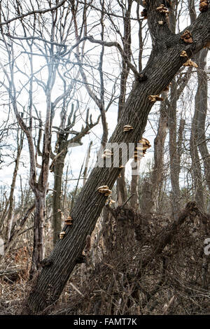Champignon poussant sur un arbre mort. Banque D'Images