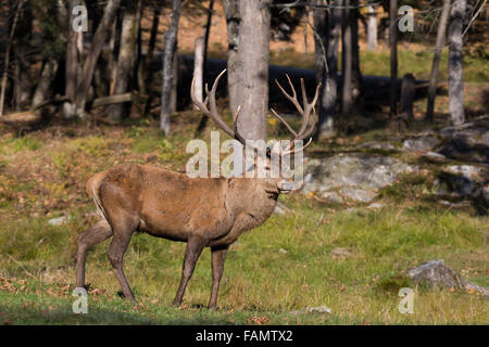 Bull Red Deer (Cervus elaphus) en automne Banque D'Images