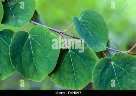 Arbre De Katsura Cercidiphyllum Japonicum Banque D'Images