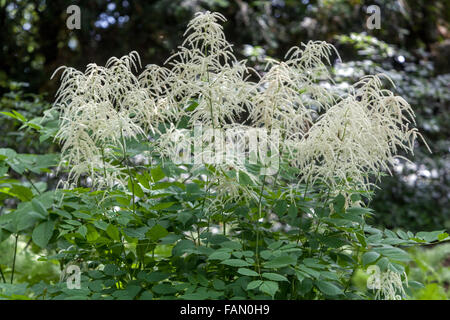 Aruncus dioicus, connu sous le nom de barbe de chèvre, Buck's-barbe ou plumes de la mariée Banque D'Images