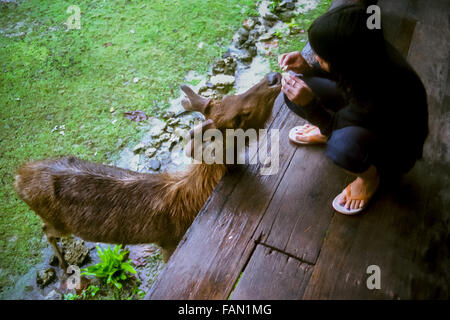 Un visiteur nourrissant un cerf de rusa javan qui se nourrit dans une maison d'hôtes sur l'île de Peucang, dans le parc national d'Ujung Kulon, en Indonésie. Banque D'Images