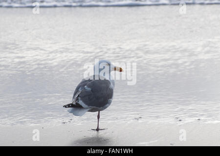 Une mouette à Ocean Shores, WA, Grays Harbor, États-Unis d'Amérique. Banque D'Images