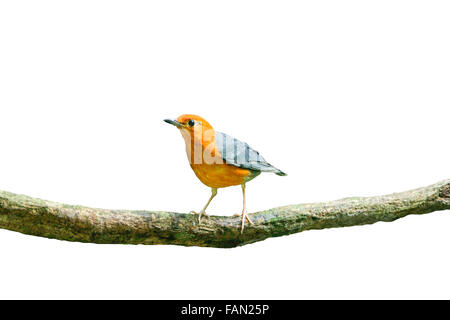 Grive à tête orange dans la nature des oiseaux de se percher une succursale isoler sur fond blanc Banque D'Images