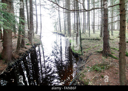 Tourbes - Glatzener Kladska Moor- est une réserve naturelle nationale de Slavkov Woods Banque D'Images