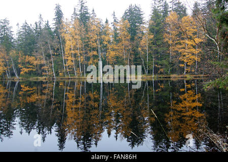 Les arbres d'automne - Tourbes - Glatzener Kladska Moor- est une réserve naturelle nationale de la forêt de Slavkov Banque D'Images