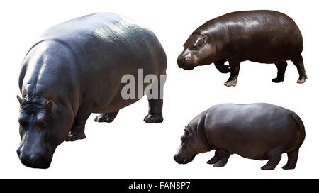 Ensemble d'Hippopotame (Hippopotamus amphibius). Isolated over white Banque D'Images