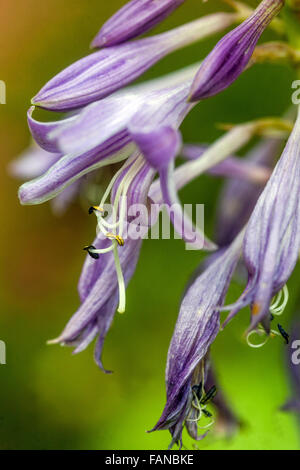 Fleurs Hosta bleu Banque D'Images