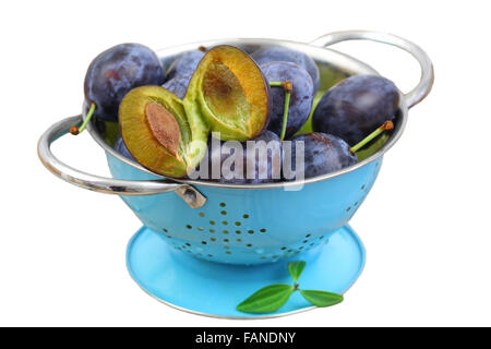 Les prunes fraîches en bleu passoire isolated on white Banque D'Images