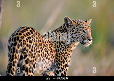 Leopard (Panthera pardus) cub dans la luminosité de l'après-midi en NP Moremi (Khwai), Botswana Banque D'Images