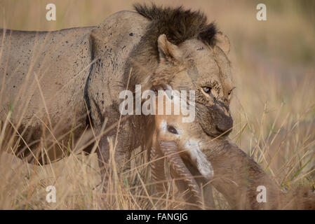 Lion mâle avec visage boueux et cobes lechwes rouges tuer Banque D'Images