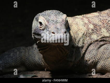Gros plan de la tête d'un dragon de Komodo (Varanus komodoensis) Banque D'Images