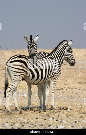 Sur sa tête repose Zebra ami dans le soleil de midi dans le Parc National de Namibie, Etosah Banque D'Images