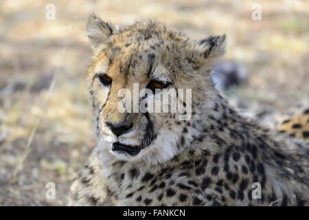 Le Guépard (Acinonyx jubatus), Cheetah Conservation Fund, près de Otjiwarongo, Namibie Banque D'Images