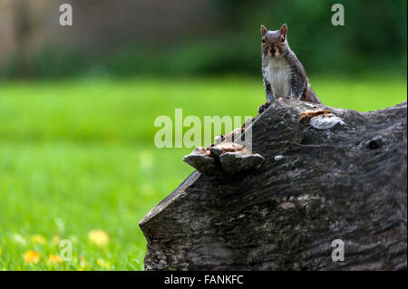 L'Écureuil gris (Sciurus carolinensis) sur l'arbre tombé Burgess Park, Londres, Angleterre, Grande-Bretagne, Royaume-Uni, Europe Banque D'Images