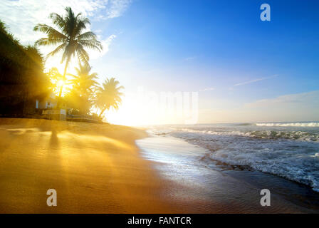 Palmiers sur la plage de sable près de l'océan au lever du soleil